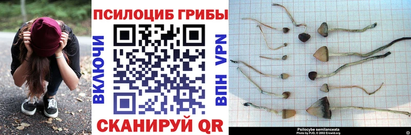 Псилоцибиновые грибы Psilocybine cubensis  Купить закладки  Новороссийск 